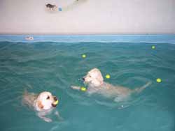 Dash and Sophie