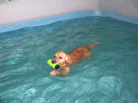 Dude Swimming