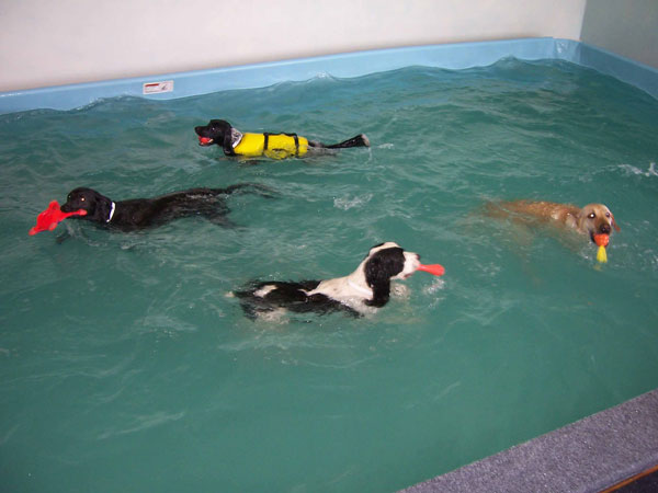 Group Swim