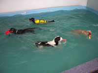 Group Swim!