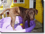 Kiddie Pool
